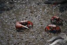 image of fiddler_crab #26