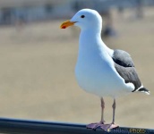 image of seagull