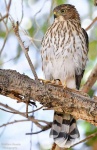 image of hawk