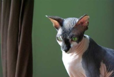 image of animal