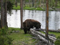 image of bison