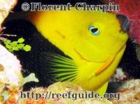image of rock_beauty