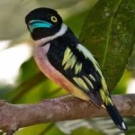 image of bird