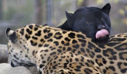 image of jaguar_car