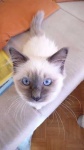 image of birman #6