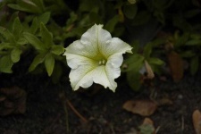 image of flower