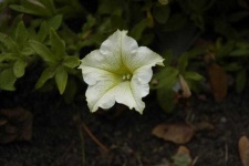 image of petunia #30