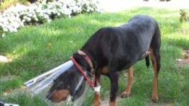 image of black_and_tan_coonhound #16