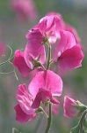image of flower
