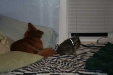 image of miniature_schnauzer