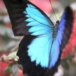 image of animal