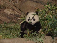 image of giant_panda
