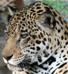 image of jaguar_car