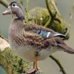 image of bird