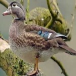 image of wood_duck #1