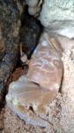 image of animal