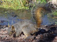 image of fox_squirrel