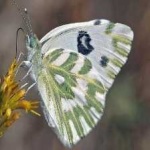 image of butterfly #19