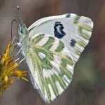 image of animal
