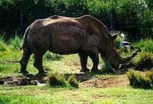image of rhino