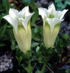 image of flower