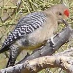 image of bird