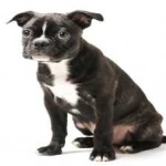 image of animal