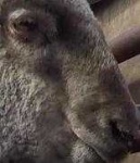 image of animal