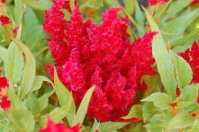 image of flower