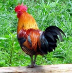 image of cock