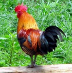 image of cock #7