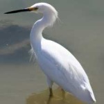image of bird
