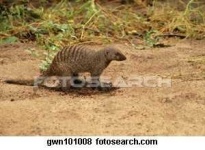 image of mongoose