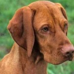 image of vizsla #18