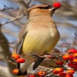 image of bird