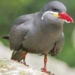 image of bird