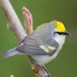 image of bird