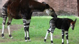 image of animal