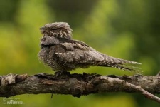 image of nightjar