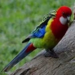 image of bird
