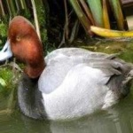 image of bird