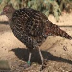 image of bird