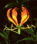 image of fire_lily #6