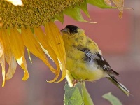 image of goldfinch