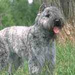 image of bouvier_des_flandres
