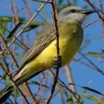 image of bird