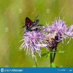 image of burnet #26