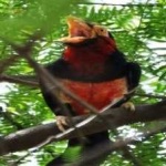 image of bird
