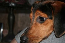 image of black_and_tan_coonhound #0