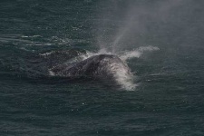 image of grey_whale